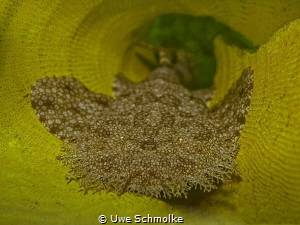Baby Wobbegong resting on sponge by Uwe Schmolke 